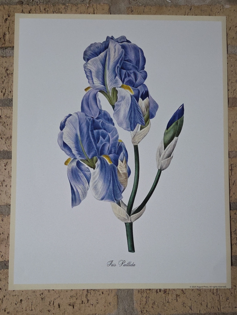Iris Pallida Poster by Pierre-Joseph Redoute, 1827